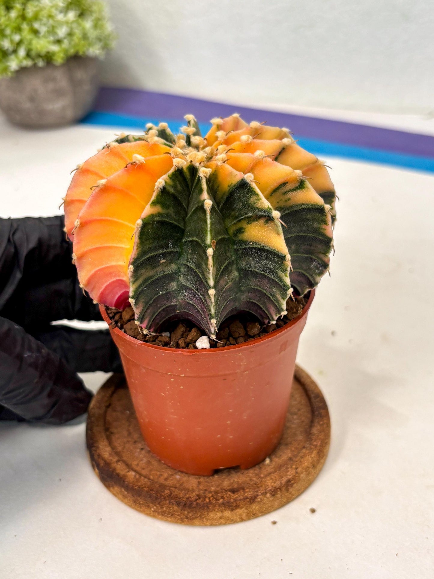 Gymnocalycium Lb Hybrid (gy5) (5r) | Imported Plants
