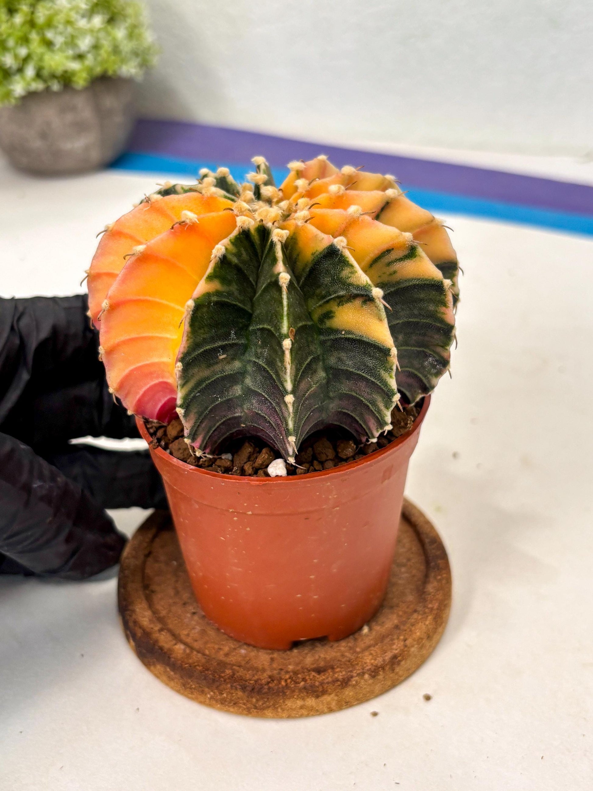 Gymnocalycium Lb Hybrid (gy5) (5r) | Imported Plants