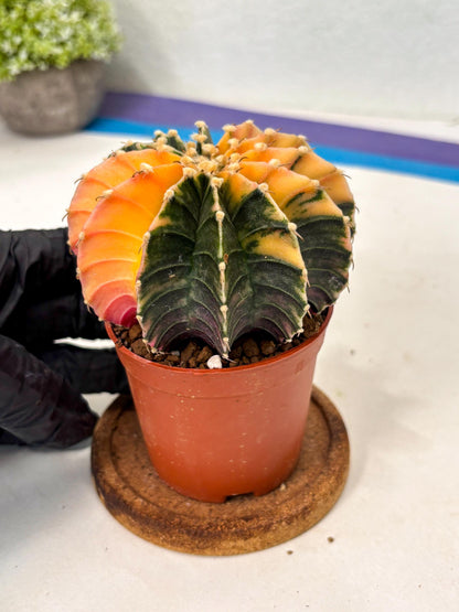 Gymnocalycium Lb Hybrid (gy5) (5r) | Imported Plants