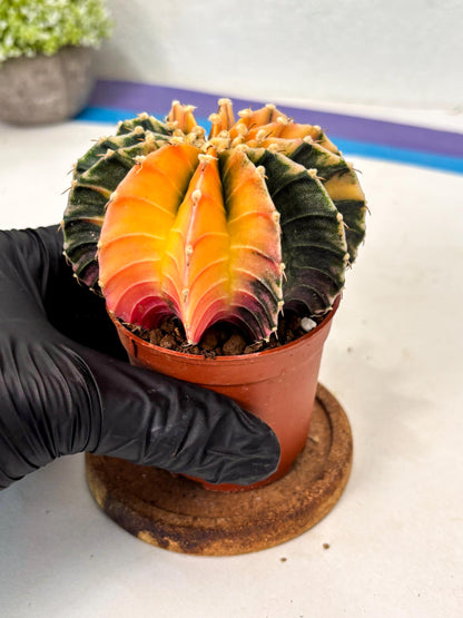 Gymnocalycium Lb Hybrid (gy5) (5r) | Imported Plants