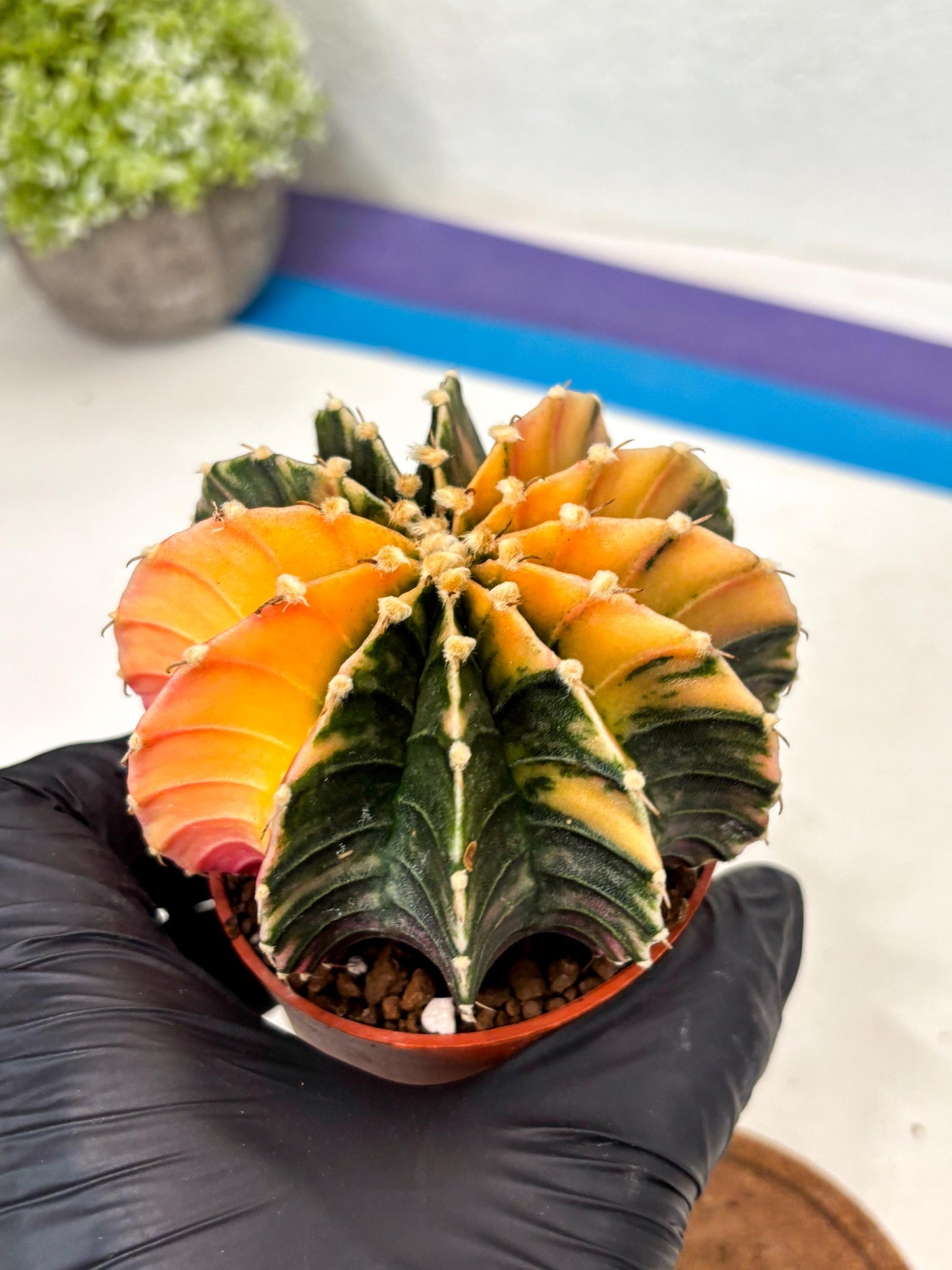 Gymnocalycium Lb Hybrid (gy5) (5r) | Imported Plants