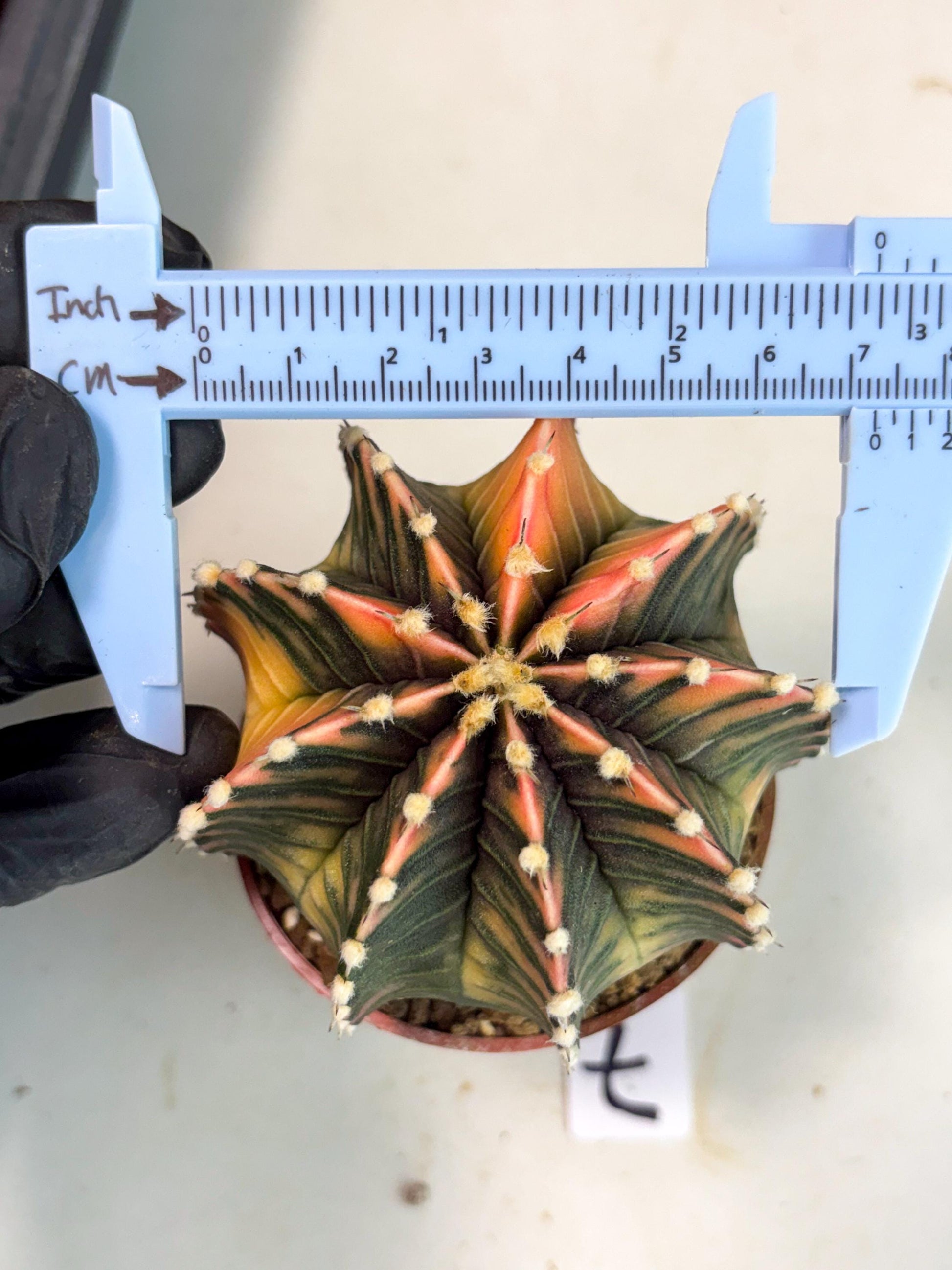 Gymnocalycium Lb Hybrid (gy5) (r7) | Imported Plants