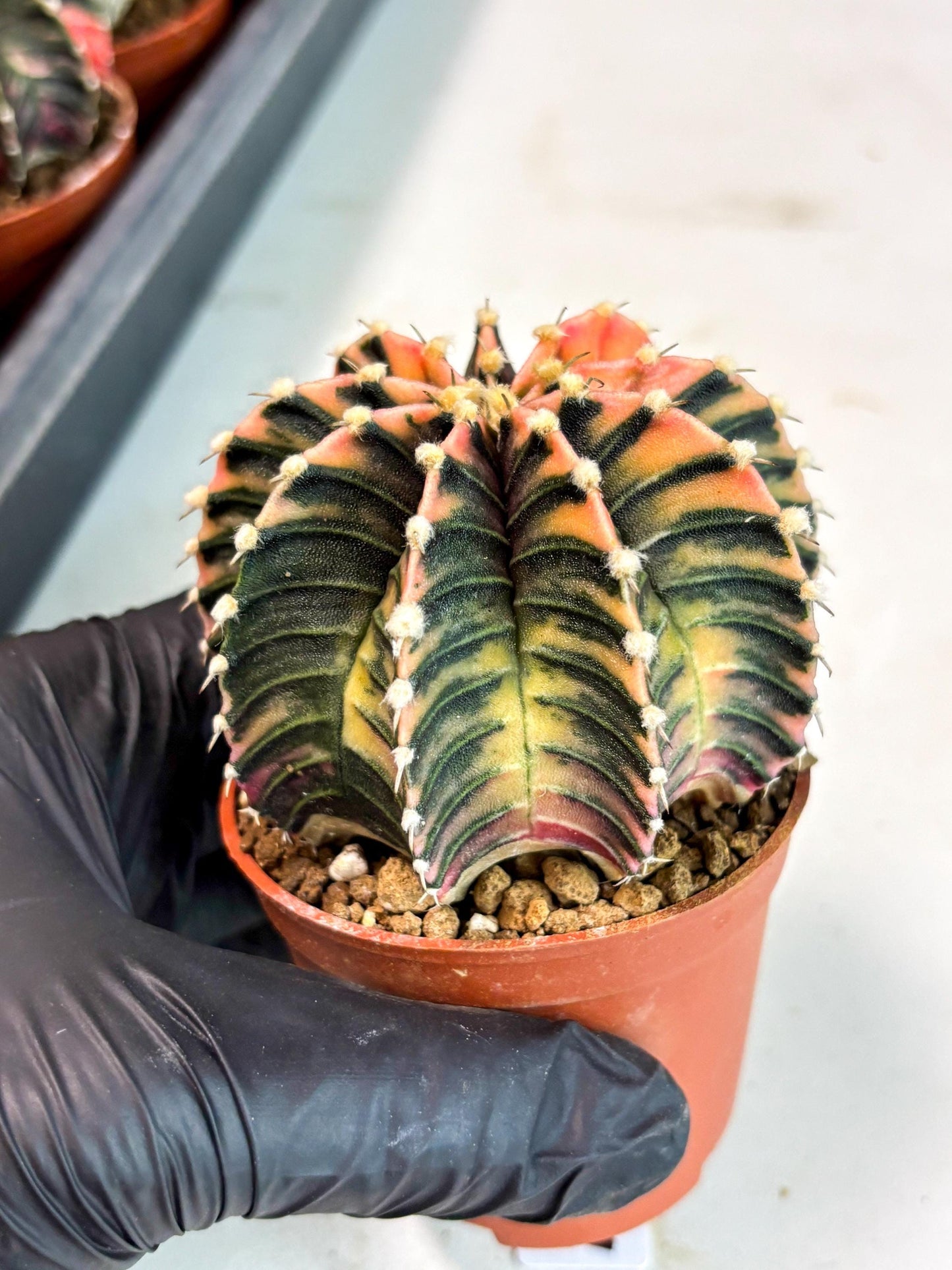 Gymnocalycium Lb Hybrid (gy5) (r7) | Imported Plants