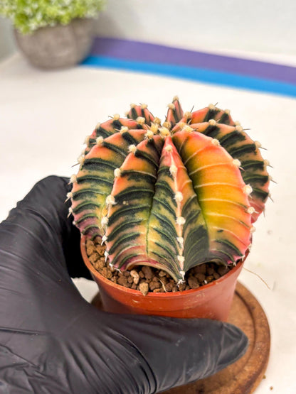 Gymnocalycium Lb Hybrid (gy5) (r7) | Imported Plants