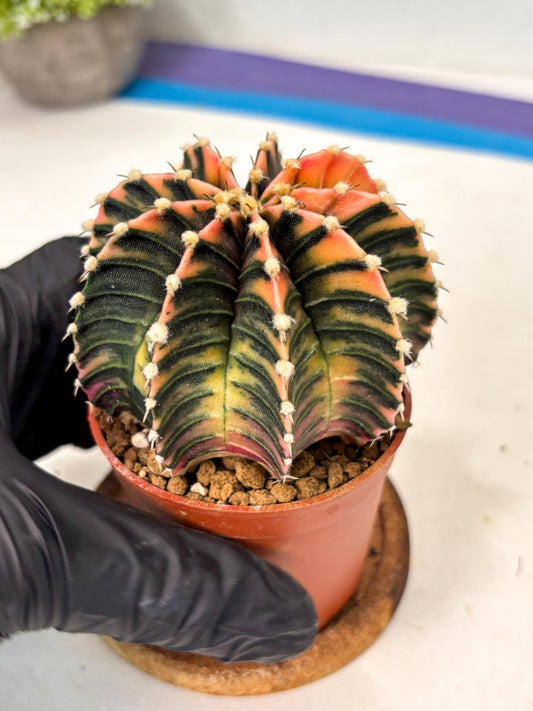 Gymnocalycium Lb Hybrid (gy5) (r7) | Imported Plants