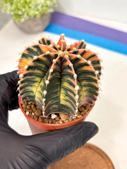 Gymnocalycium Lb Hybrid (gy5) (r7) | Imported Plants
