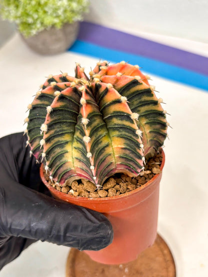 Gymnocalycium Lb Hybrid (gy5) (r7) | Imported Plants