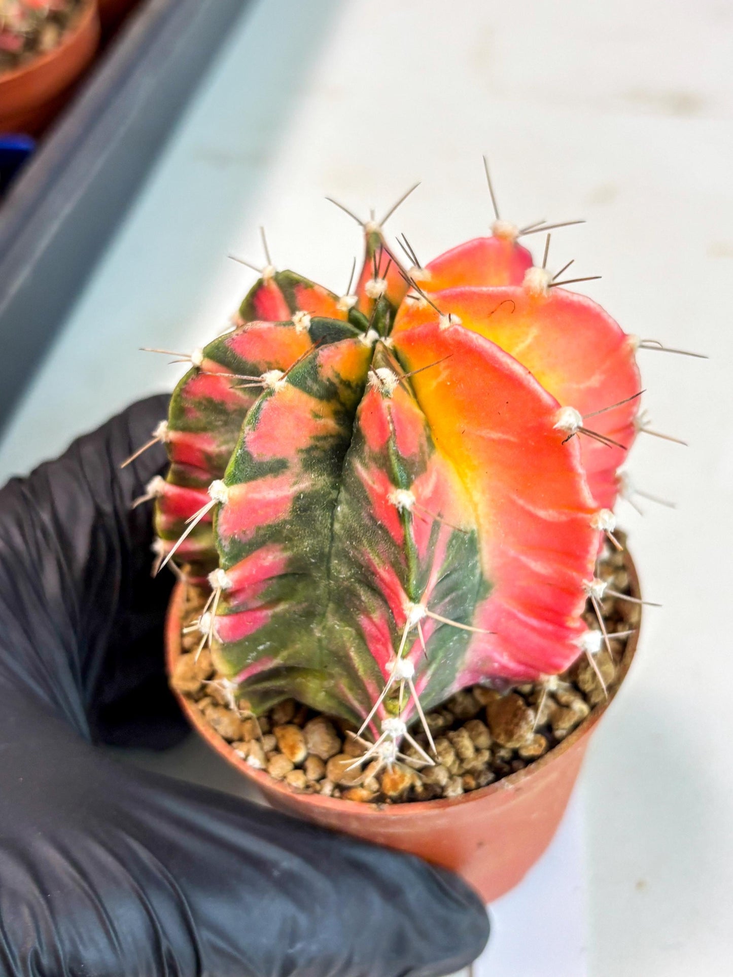Gymnocalycium Mihanovichii (gy10) (y1) | Imported Plants