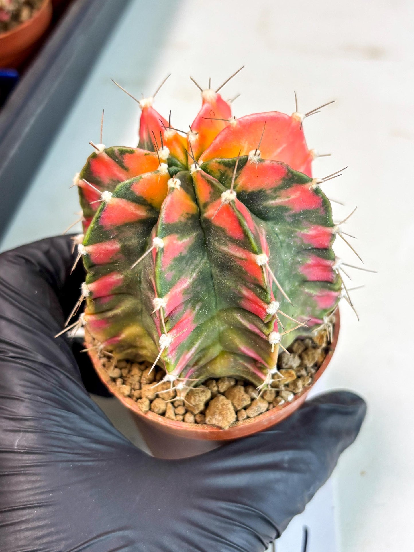 Gymnocalycium Mihanovichii (gy10) (y1) | Imported Plants