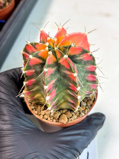 Gymnocalycium Mihanovichii (gy10) (y1) | Imported Plants