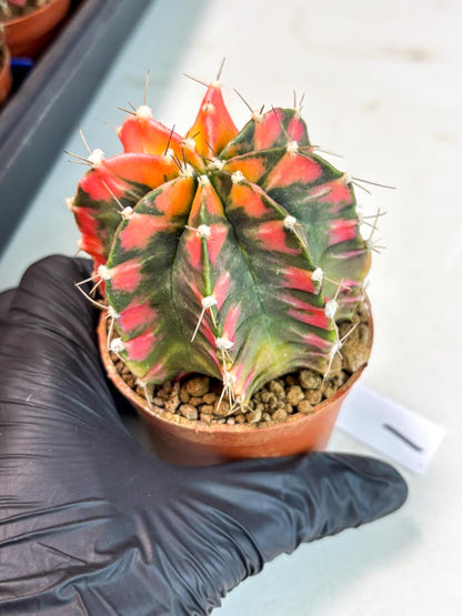 Gymnocalycium Mihanovichii (gy10) (y1) | Imported Plants