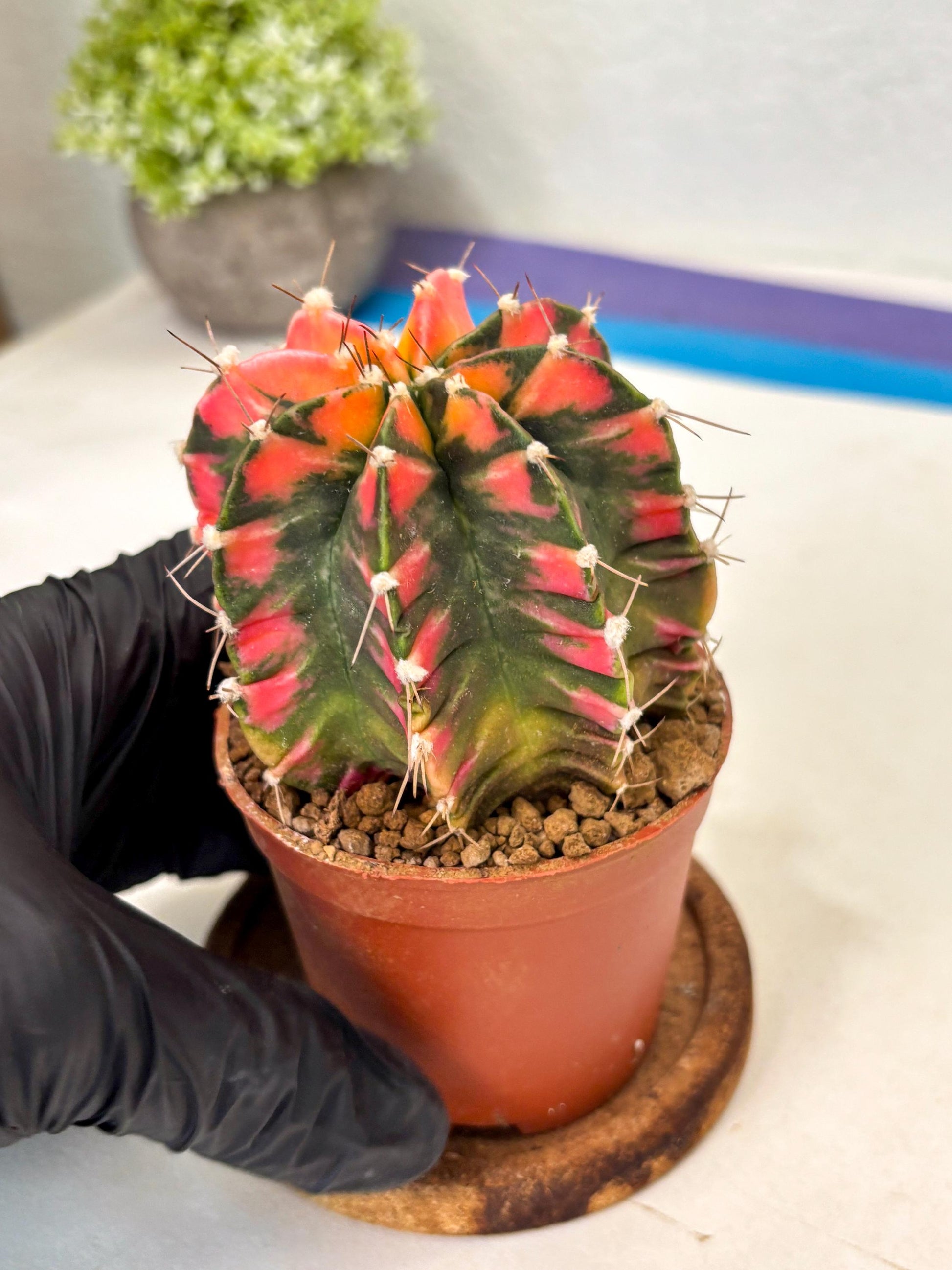Gymnocalycium Mihanovichii (gy10) (y1) | Imported Plants