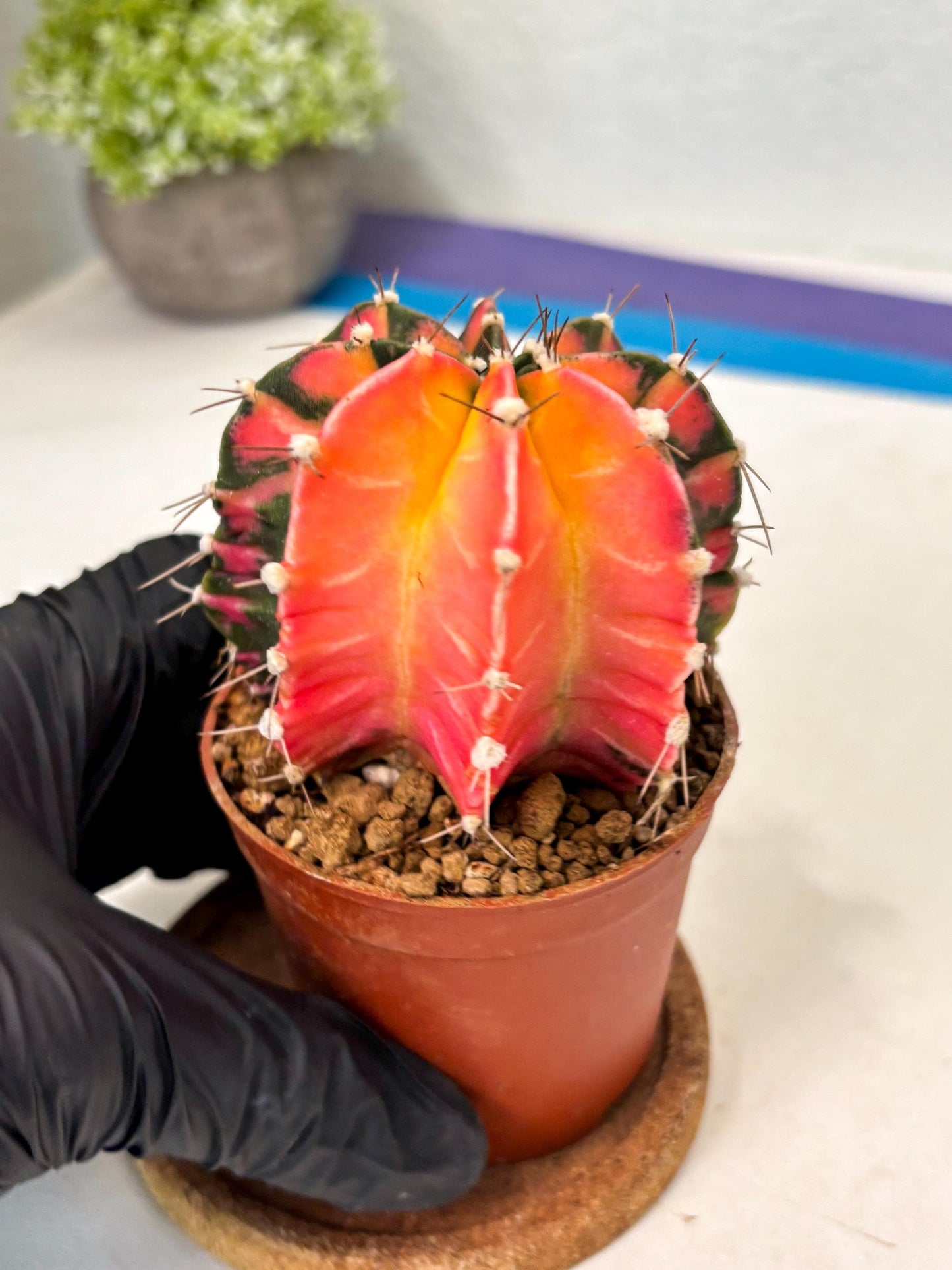 Gymnocalycium Mihanovichii (gy10) (y1) | Imported Plants