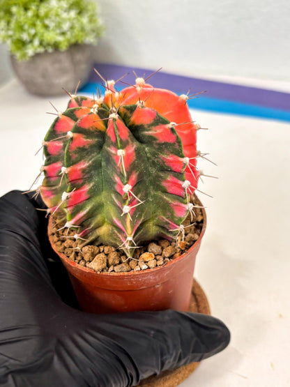 Gymnocalycium Mihanovichii (gy10) (y1) | Imported Plants