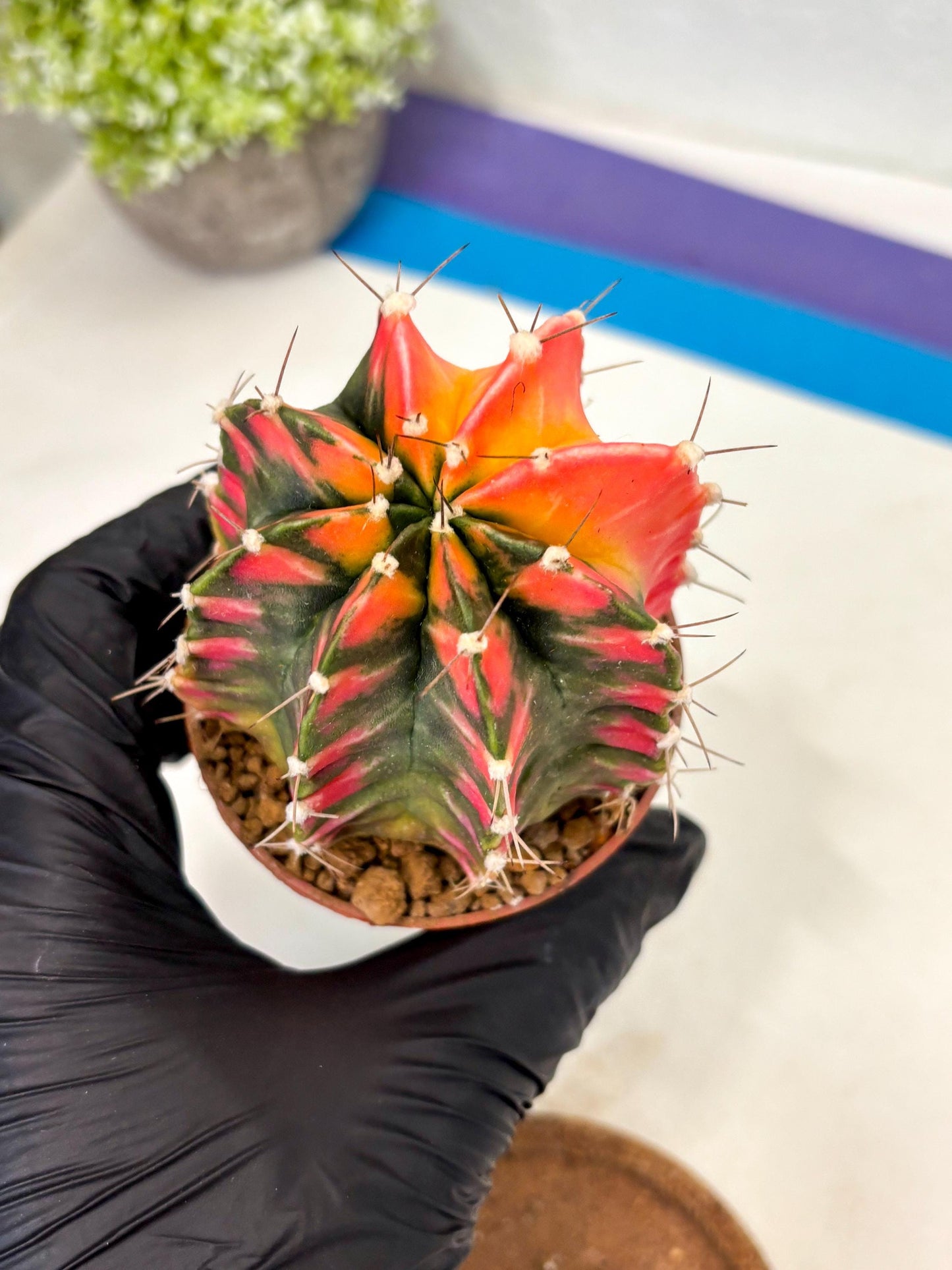 Gymnocalycium Mihanovichii (gy10) (y1) | Imported Plants