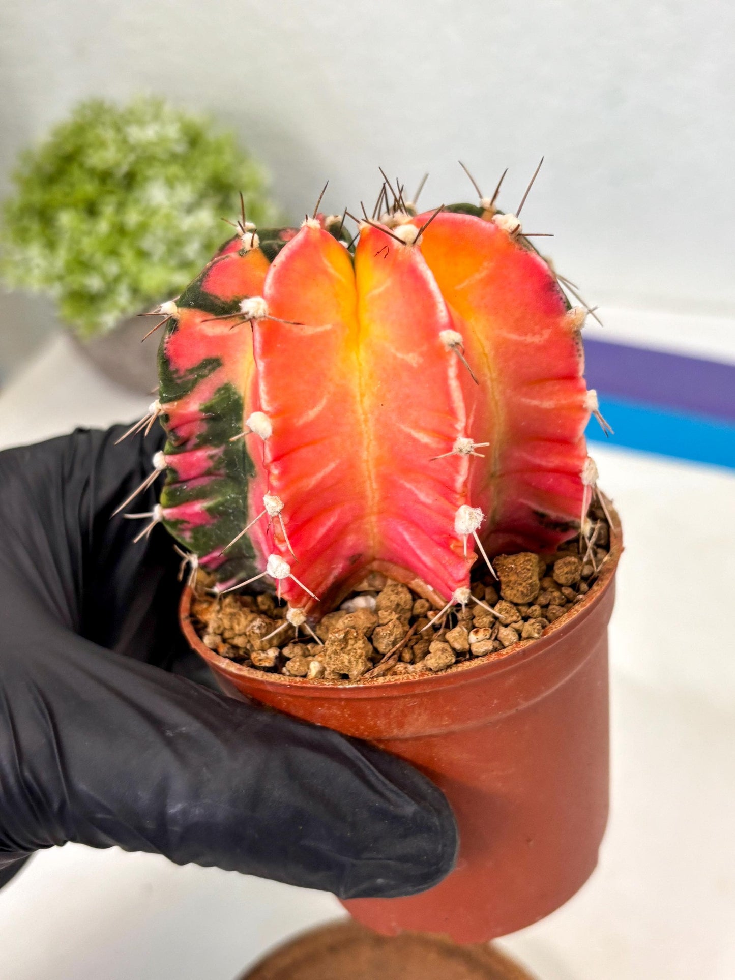 Gymnocalycium Mihanovichii (gy10) (y1) | Imported Plants