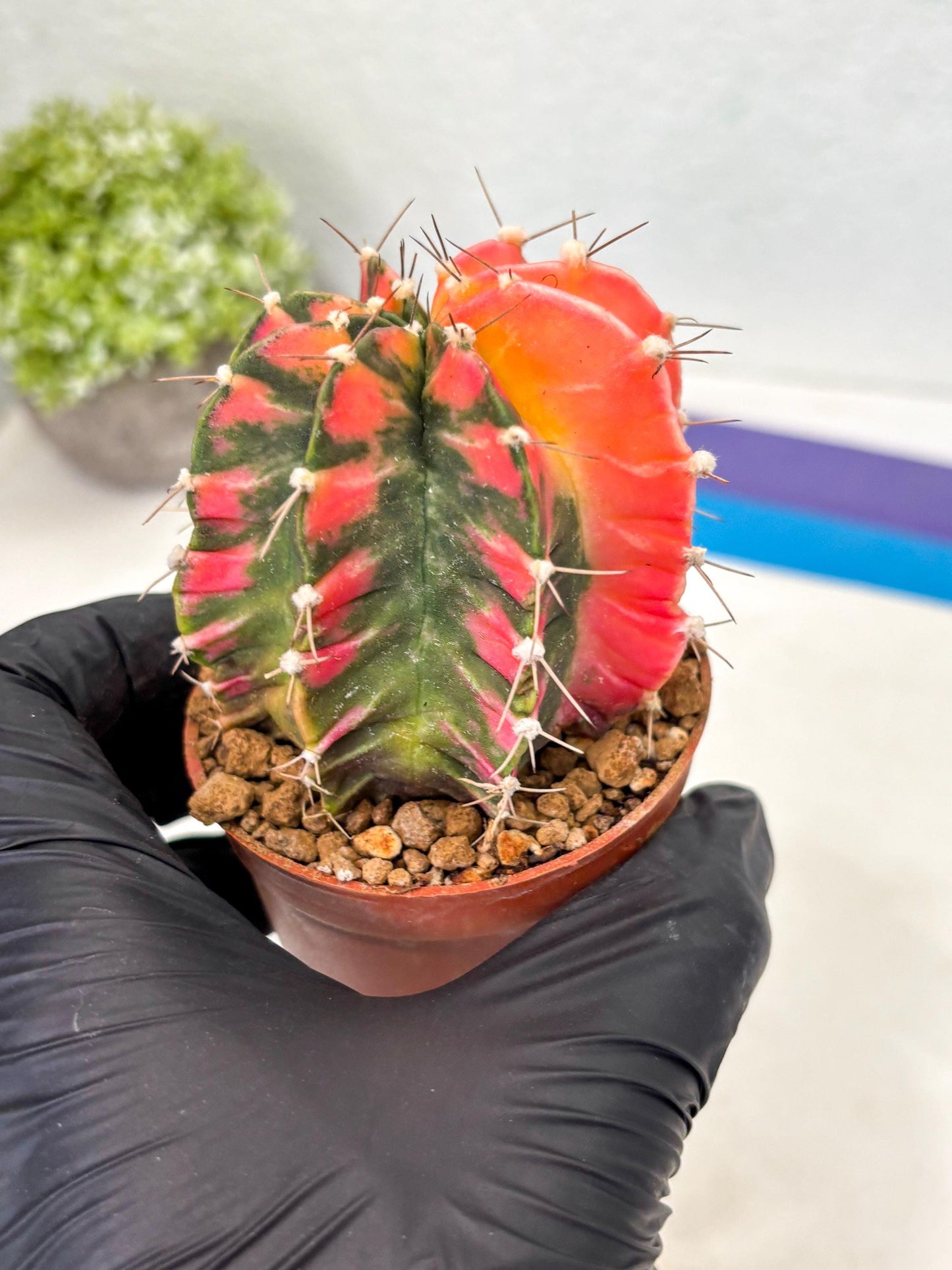 Gymnocalycium Mihanovichii (gy10) (y1) | Imported Plants