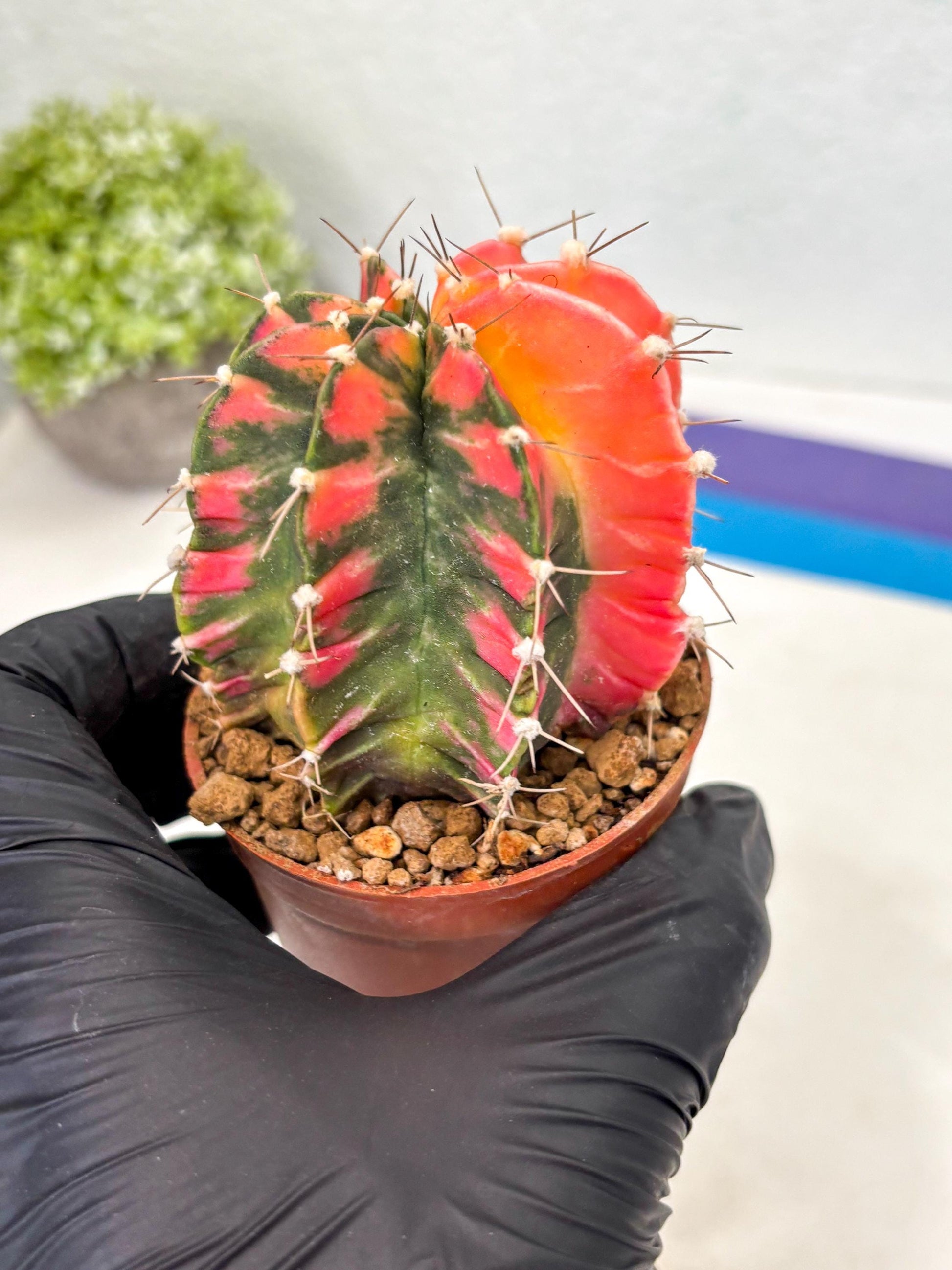 Gymnocalycium Mihanovichii (gy10) (y1) | Imported Plants