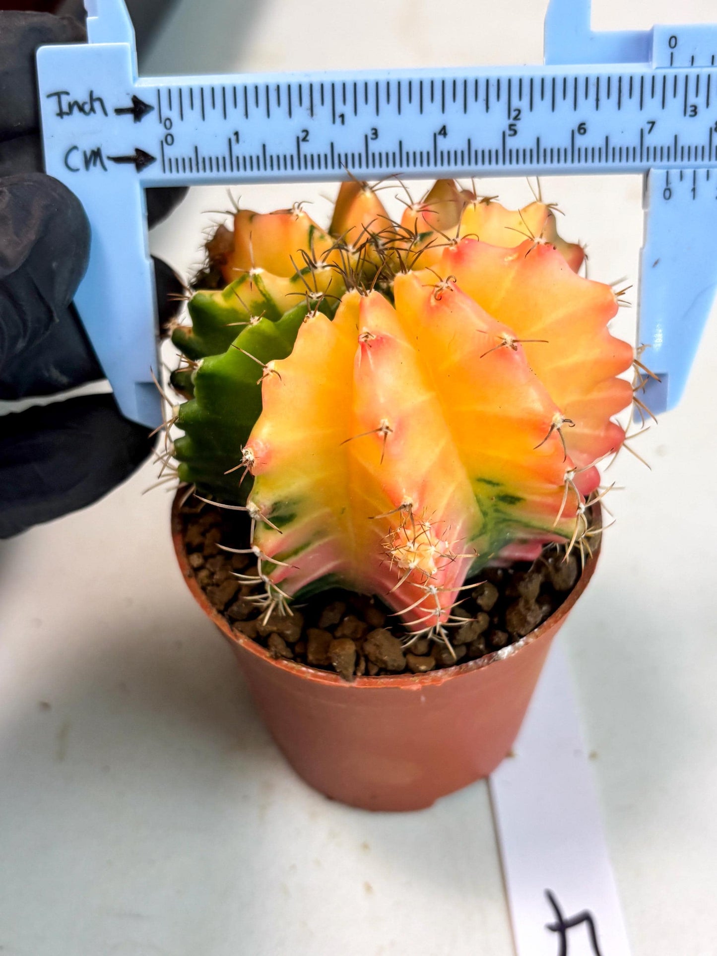Gymnocalycium Mihanovichii (gy10) (y4) | Imported Plants
