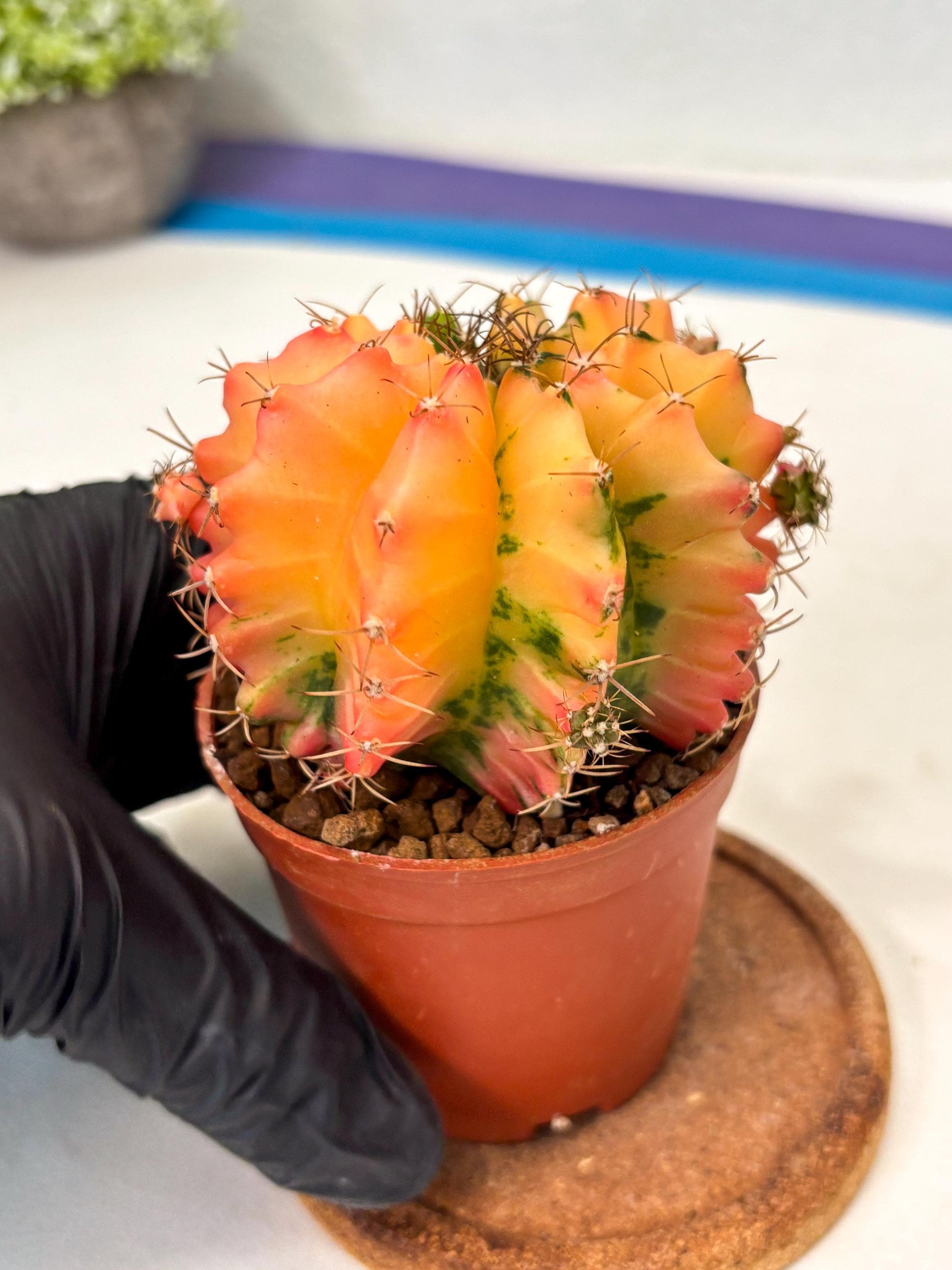 Gymnocalycium Mihanovichii (gy10) (y4) | Imported Plants