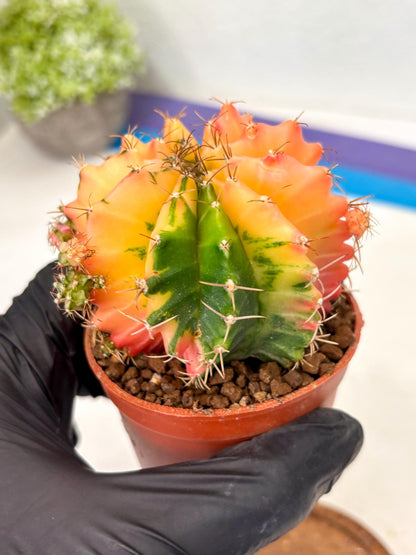 Gymnocalycium Mihanovichii (gy10) (y4) | Imported Plants