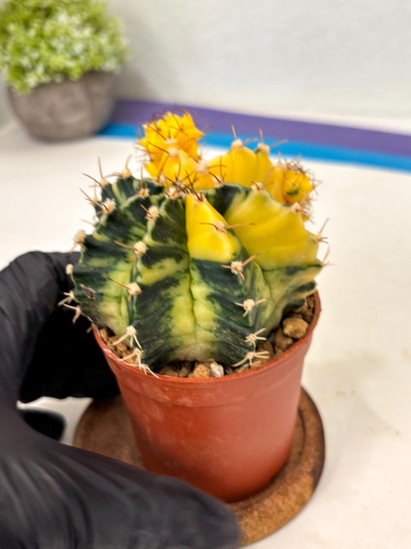 Gymnocalycium Mihanovichii (gy10) (y5) | Imported Plants