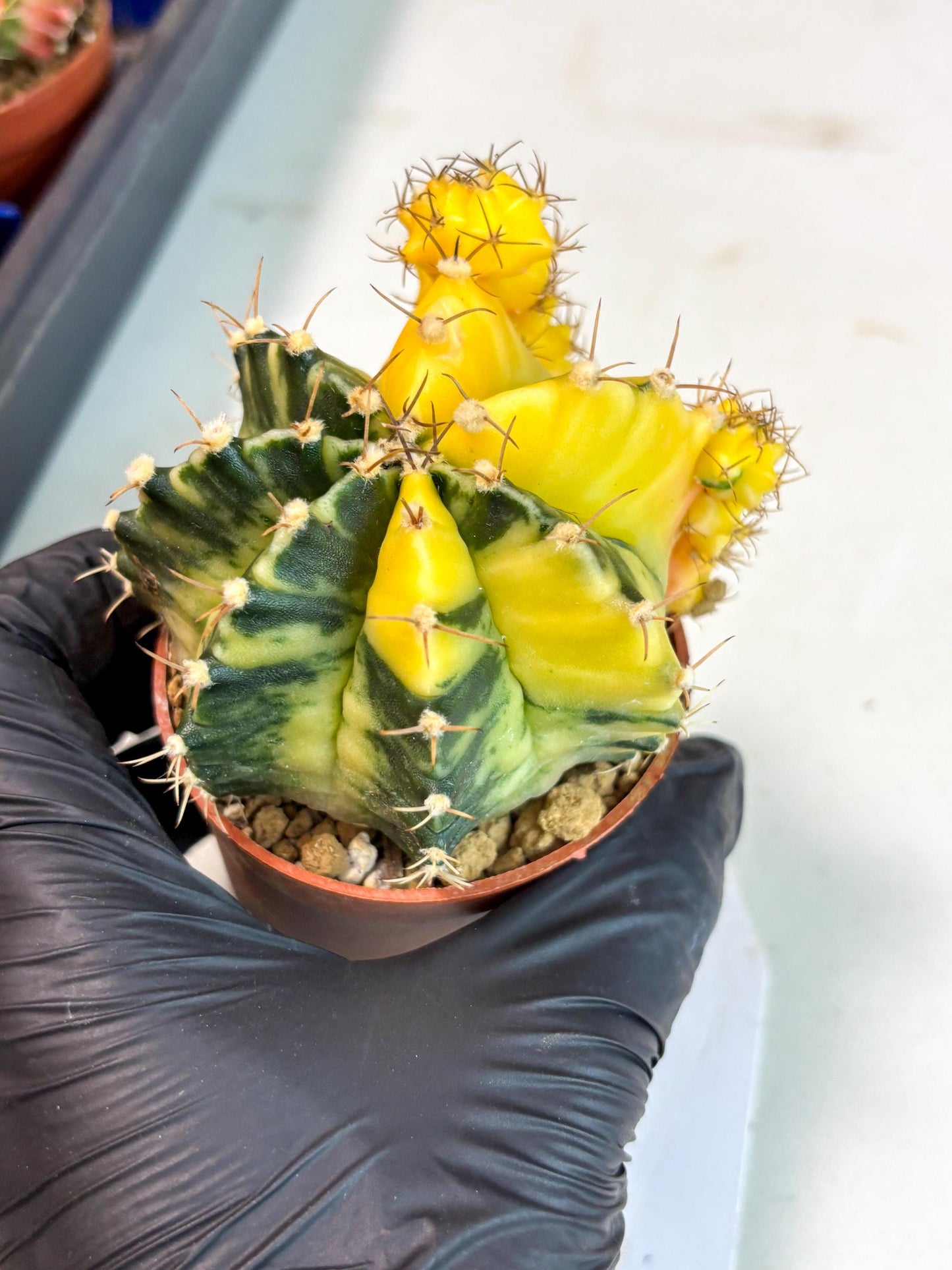 Gymnocalycium Mihanovichii (gy10) (y5) | Imported Plants