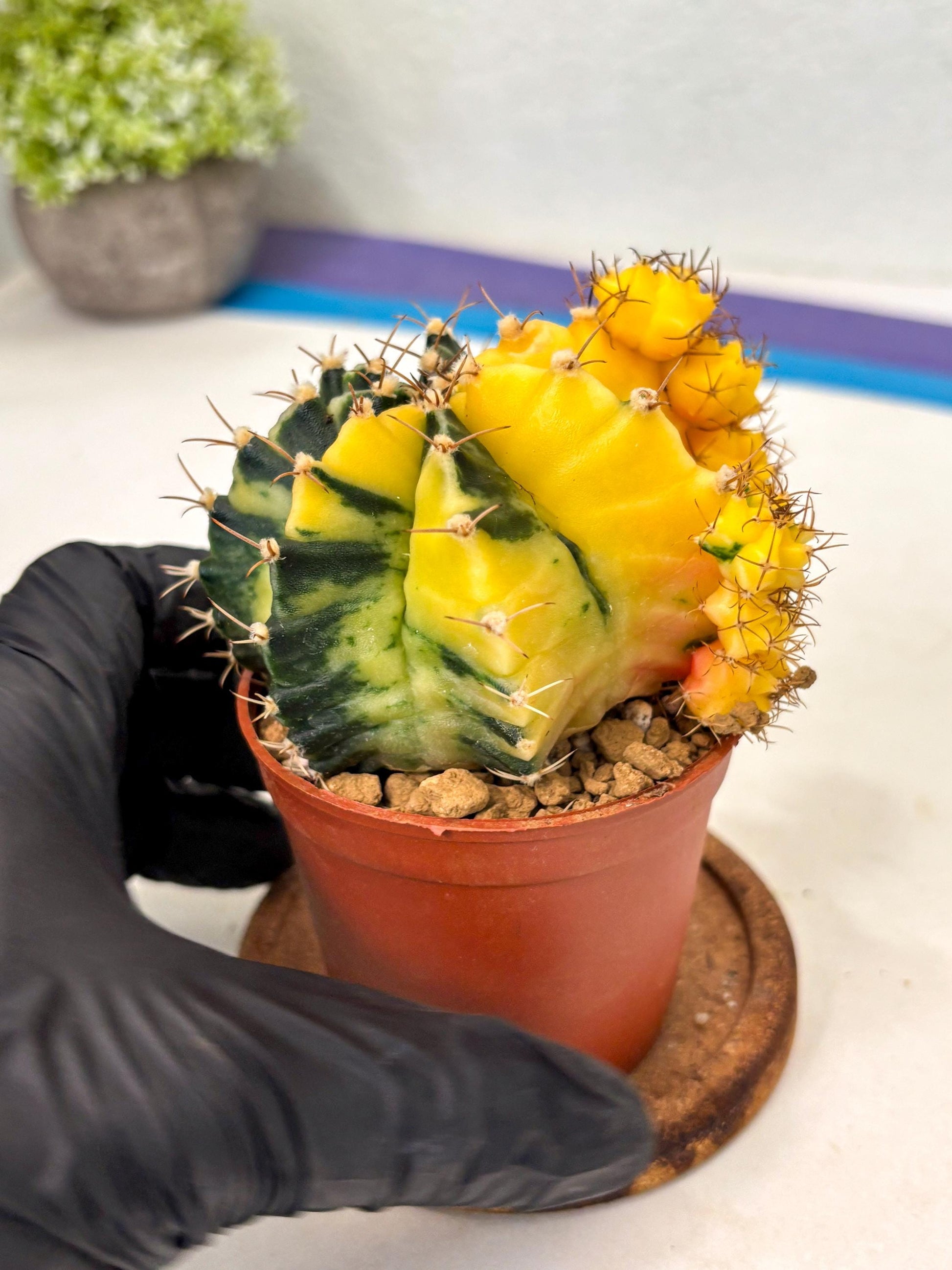 Gymnocalycium Mihanovichii (gy10) (y5) | Imported Plants