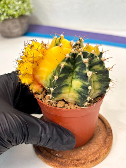 Gymnocalycium Mihanovichii (gy10) (y5) | Imported Plants