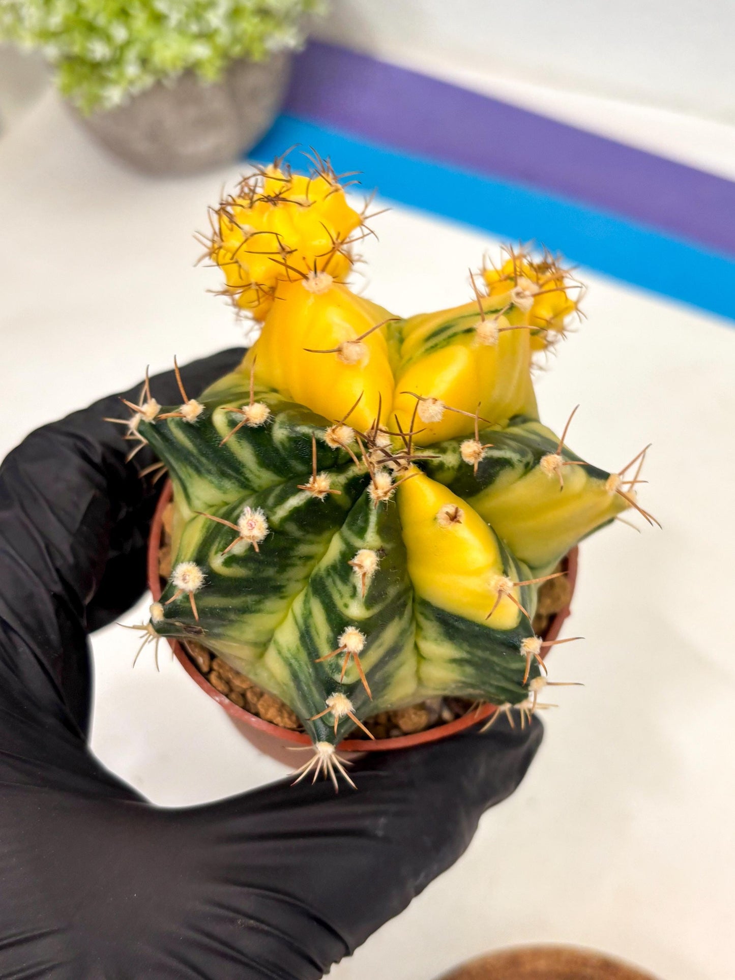Gymnocalycium Mihanovichii (gy10) (y5) | Imported Plants