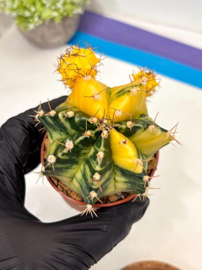 Gymnocalycium Mihanovichii (gy10) (y5) | Imported Plants