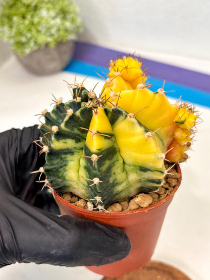 Gymnocalycium Mihanovichii (gy10) (y5) | Imported Plants