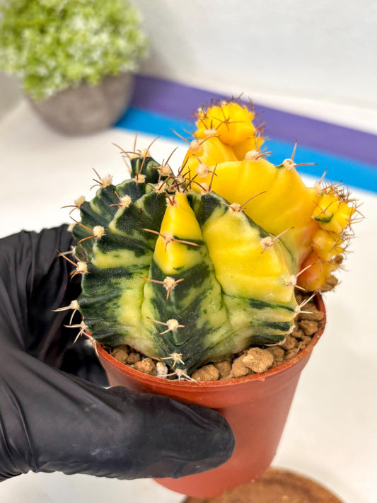 Gymnocalycium Mihanovichii (gy10) (y5) | Imported Plants