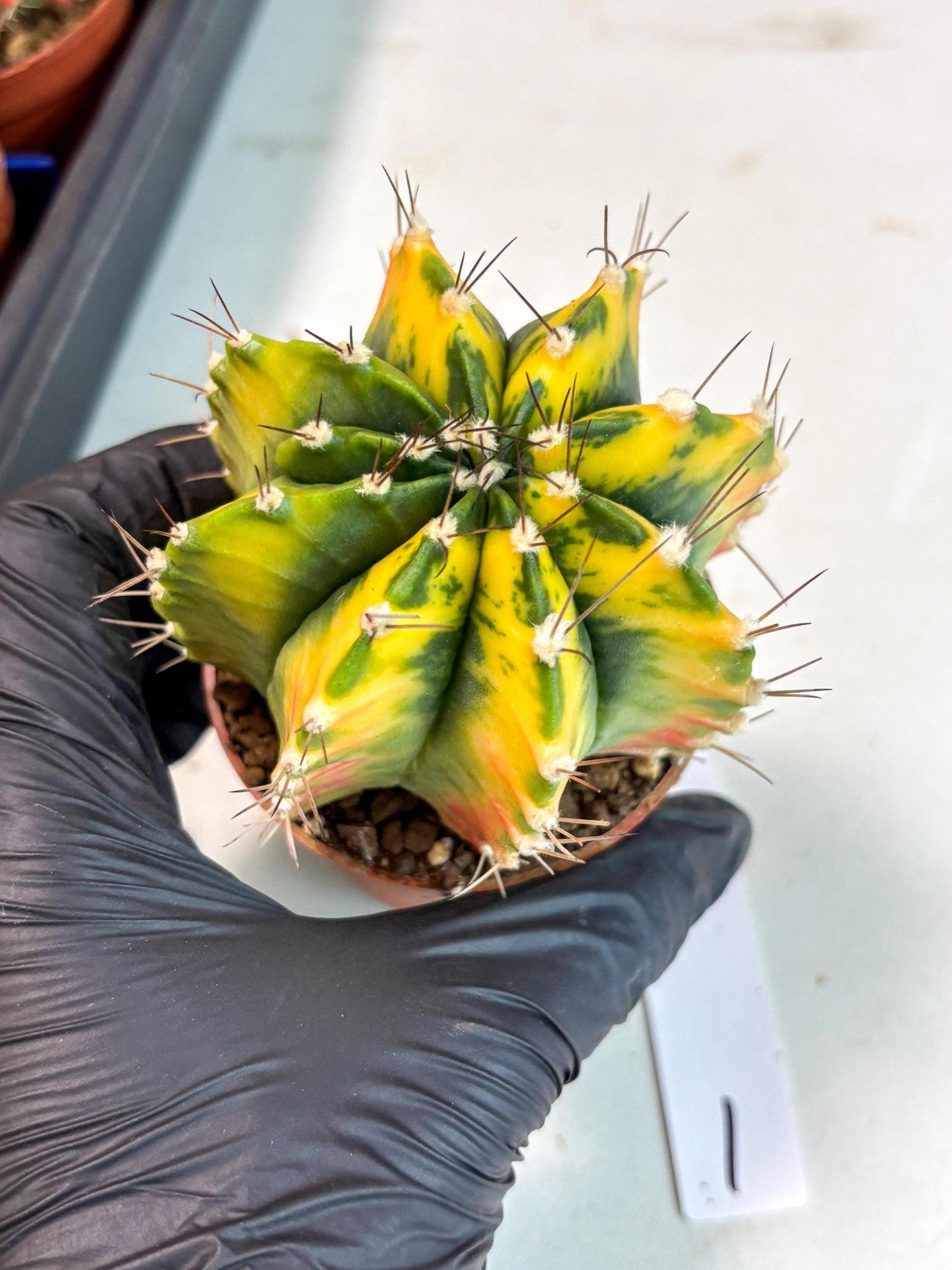 Gymnocalycium Mihanovichii (gy10) (p1) | Imported Plants