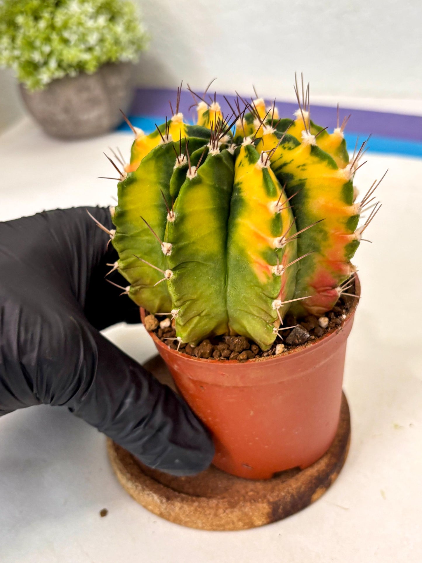 Gymnocalycium Mihanovichii (gy10) (p1) | Imported Plants