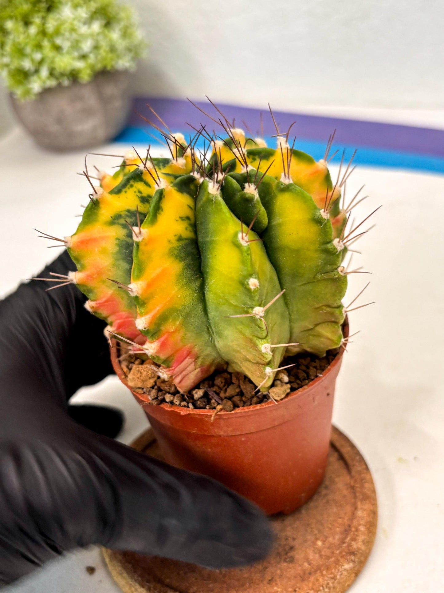 Gymnocalycium Mihanovichii (gy10) (p1) | Imported Plants