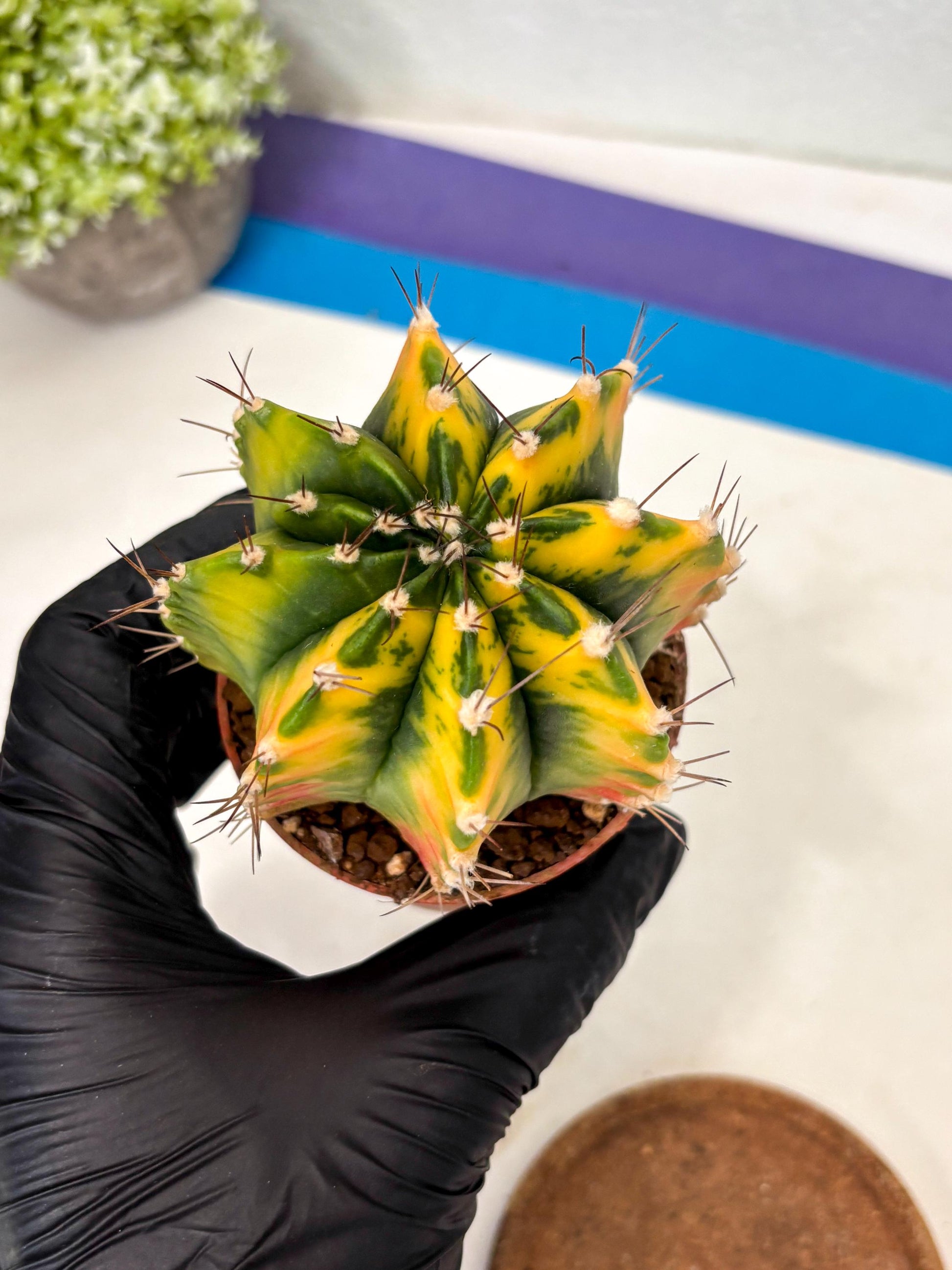 Gymnocalycium Mihanovichii (gy10) (p1) | Imported Plants