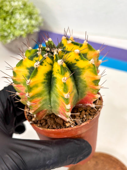 Gymnocalycium Mihanovichii (gy10) (p1) | Imported Plants