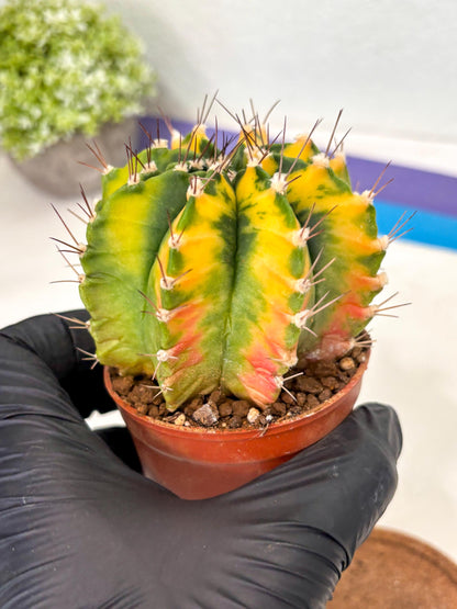 Gymnocalycium Mihanovichii (gy10) (p1) | Imported Plants