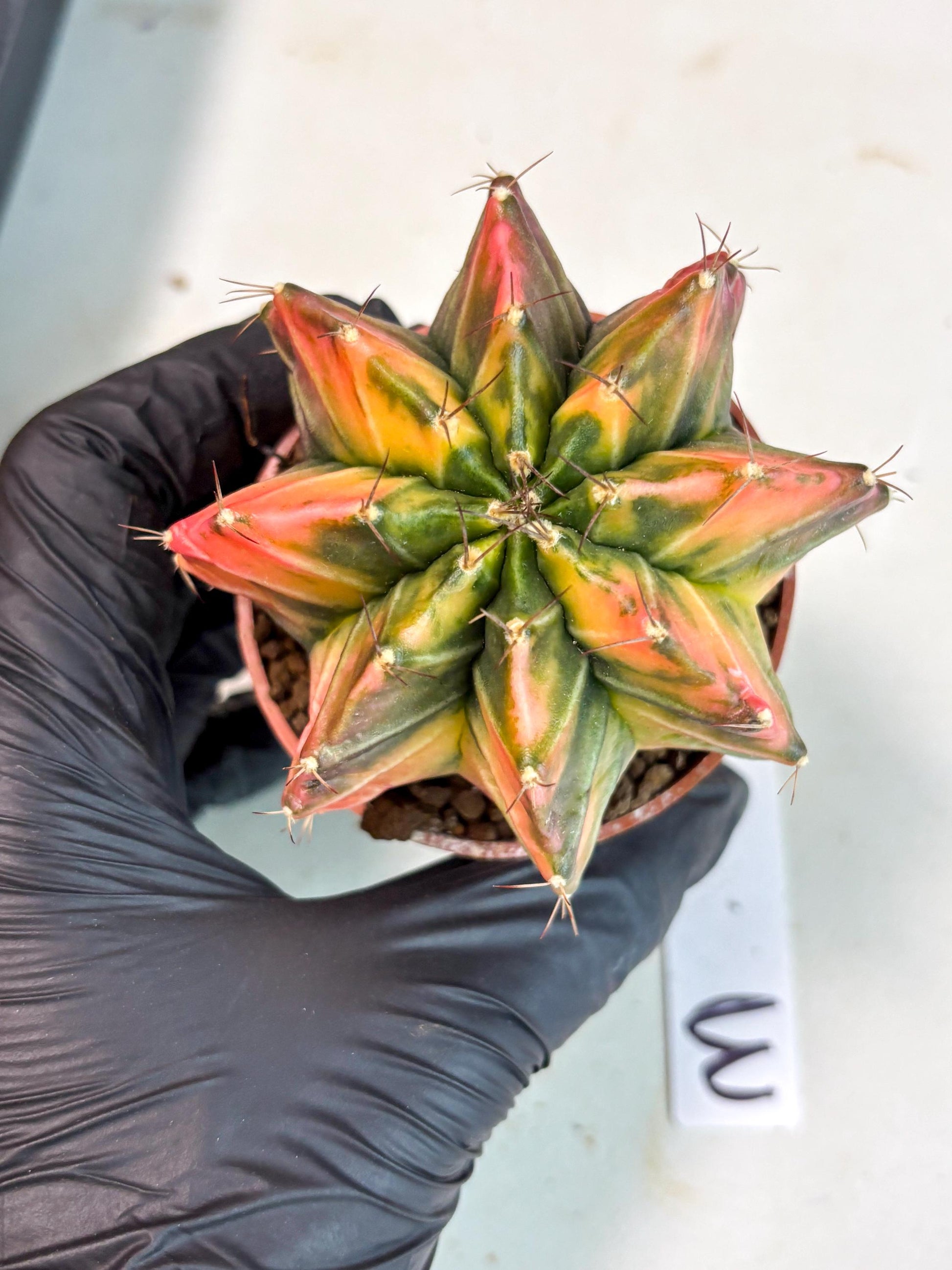 Gymnocalycium Mihanovichii (gy10) (p3) | Imported Plants