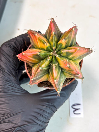 Gymnocalycium Mihanovichii (gy10) (p3) | Imported Plants