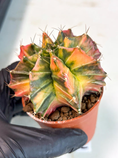 Gymnocalycium Mihanovichii (gy10) (p3) | Imported Plants