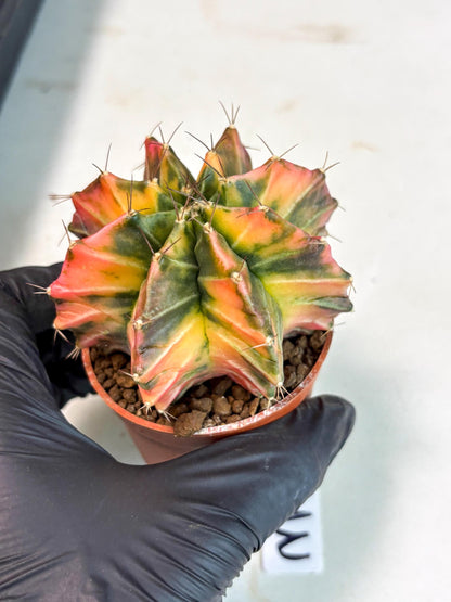 Gymnocalycium Mihanovichii (gy10) (p3) | Imported Plants