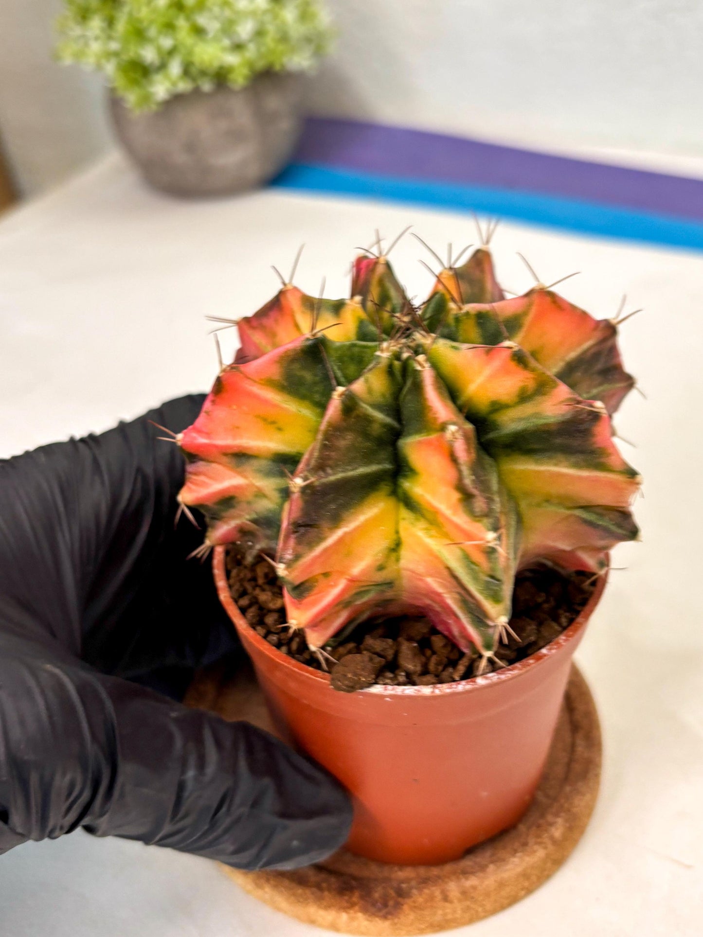 Gymnocalycium Mihanovichii (gy10) (p3) | Imported Plants