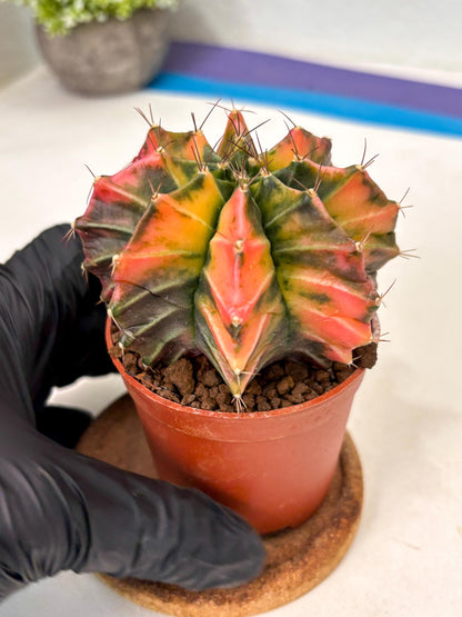 Gymnocalycium Mihanovichii (gy10) (p3) | Imported Plants