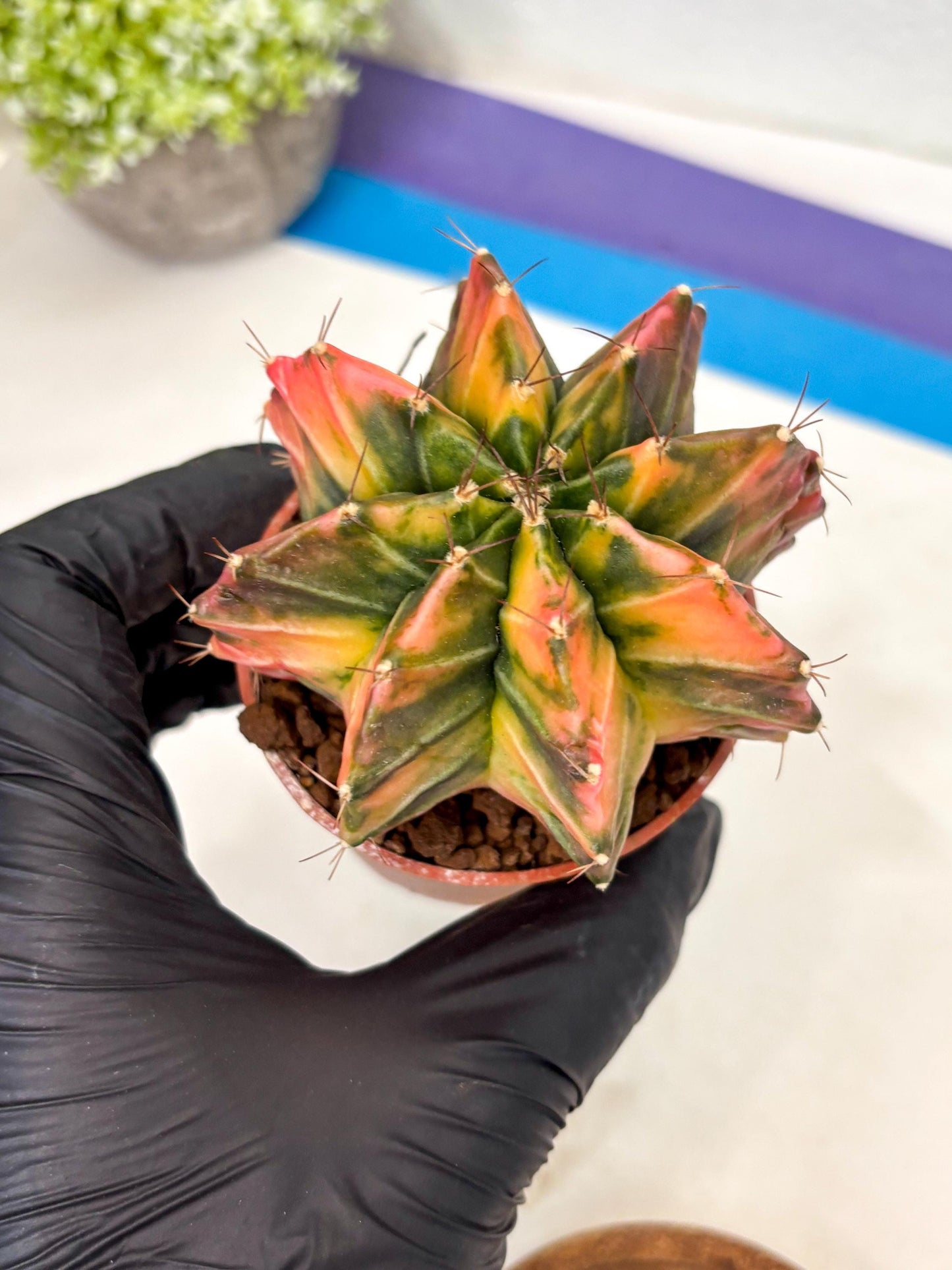 Gymnocalycium Mihanovichii (gy10) (p3) | Imported Plants