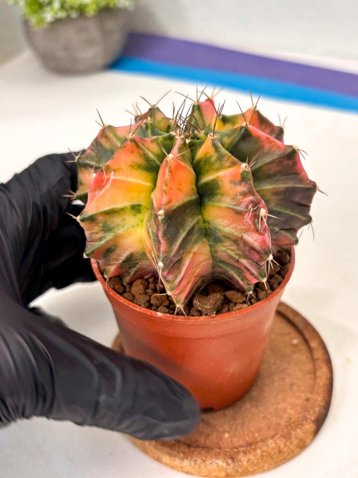 Gymnocalycium Mihanovichii (gy10) (p3) | Imported Plants