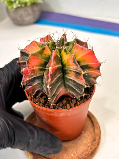 Gymnocalycium Mihanovichii (gy10) (p3) | Imported Plants