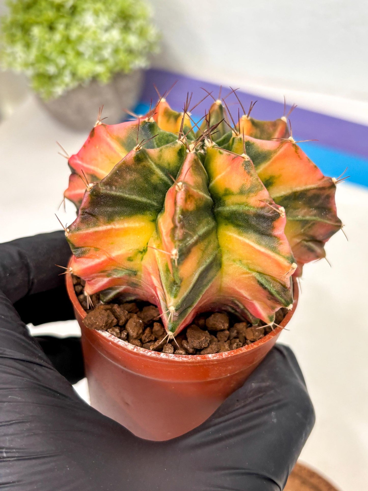 Gymnocalycium Mihanovichii (gy10) (p3) | Imported Plants