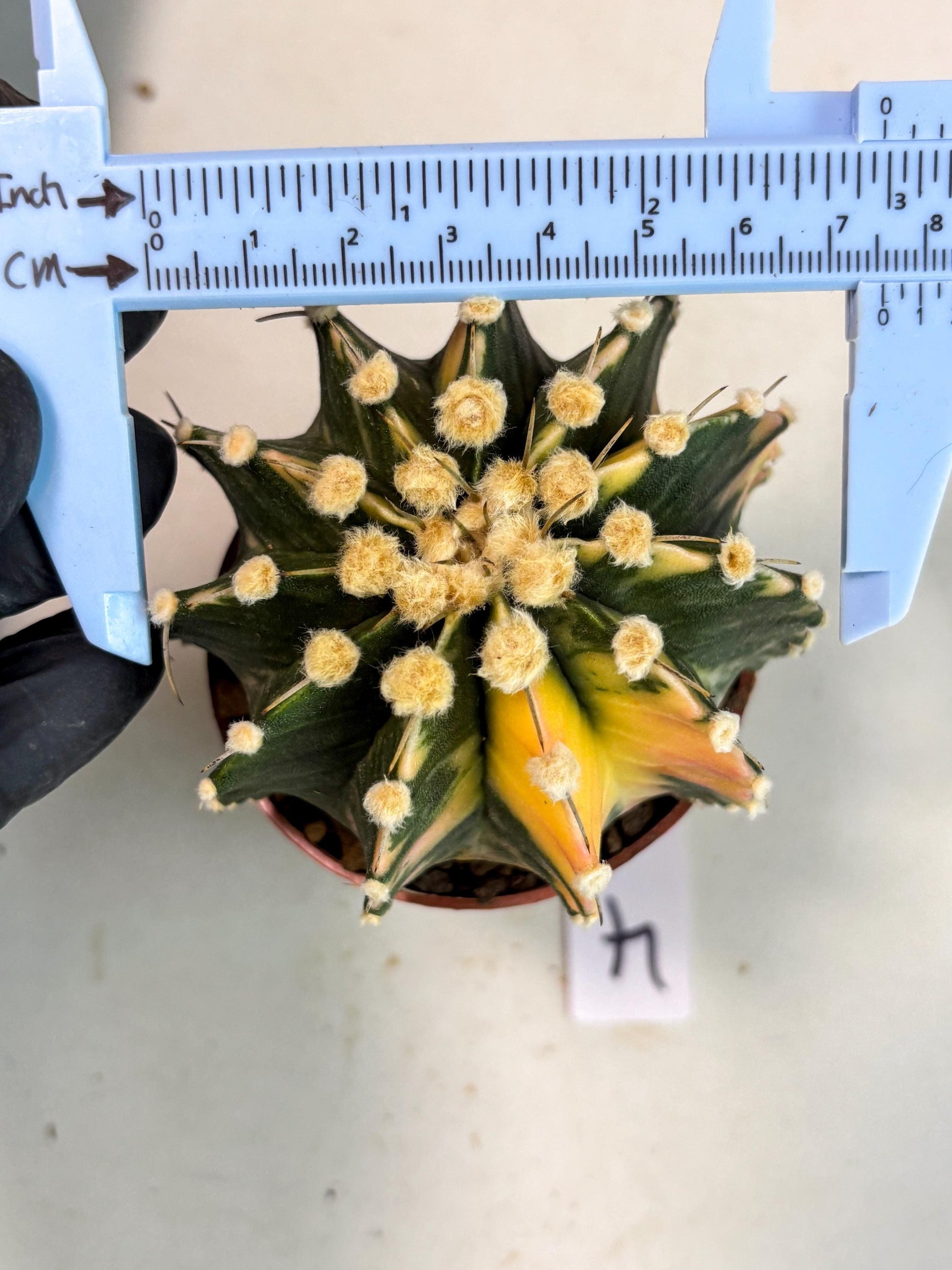 Gymnocalycium Mihanovichii (gy10) (p4) | Imported Plants